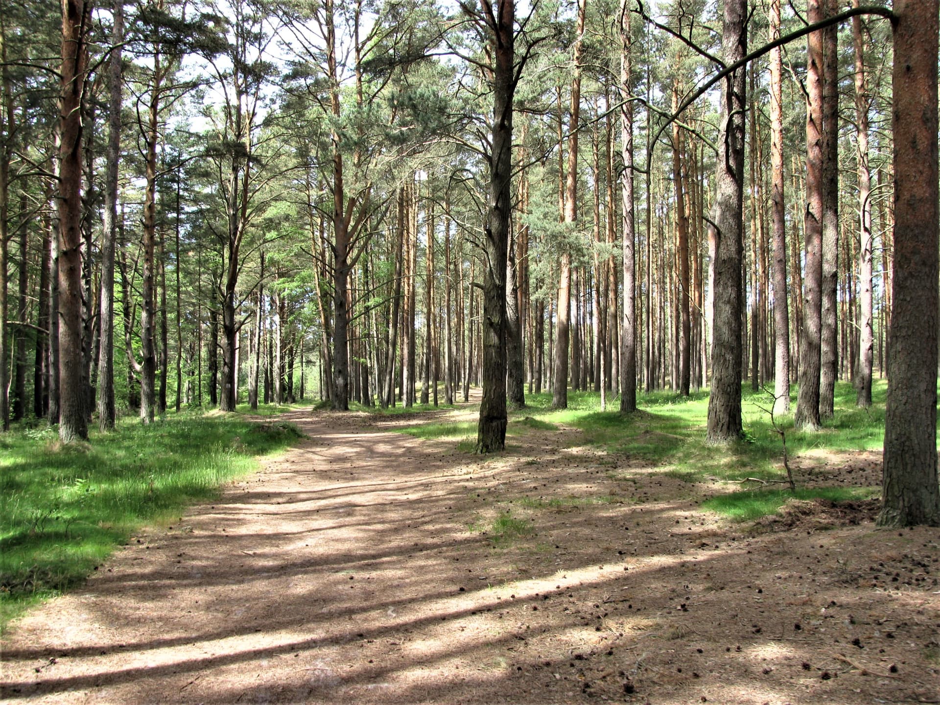 Las wokół domków